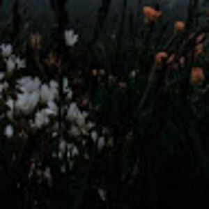 Meet your Posher, Savannah